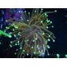 WYSIWYG Euphyllia glabrescens 24K Orange/Bue Tips (Mariculture acclimaté sous LED) 16G4