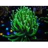 WYSIWYG Euphyllia glabrescens Green/Toxic Base (Mariculture acclimaté sous LED) 8J3