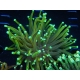 WYSIWYG Euphyllia glabrescens Gold (Mariculture acclimaté sous LED) 8K4