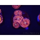 WYSIWYG -  Zoanthus Scrambled Eggs 2D2