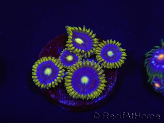 WYSIWYG - Zoanthus Blue Daisy 2F1