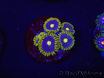 WYSIWYG - Zoanthus Blue Daisy 2F3