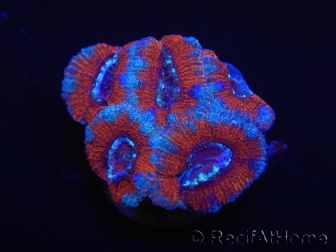 WYSIWYG Micromussa lordhowensis (ex Acanthastrea) 6A1