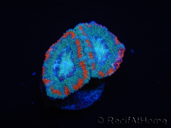 WYSIWYG Micromussa lordhowensis (ex Acanthastrea) 6D2