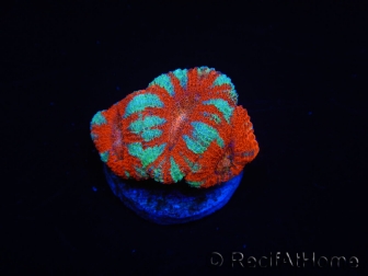 WYSIWYG Micromussa lordhowensis (ex Acanthastrea) 6D3
