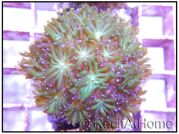 Galaxea astreata S