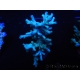 WYSIWYG Acropora natalensis 15N6 Mariculture acclimaté led
