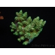 WYSIWYG Acropora microclados 15H4 Australie acclimaté led
