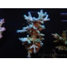 WYSIWYG Acropora natalensis 15N6 Mariculture acclimaté led