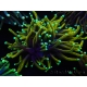 WYSIWYG Euphyllia glabrescens (Mariculture acclimaté sous LED) 8A4