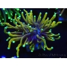 WYSIWYG Euphyllia glabrescens (Mariculture acclimaté sous LED) 8A5