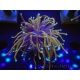WYSIWYG Euphyllia glabrescens (Mariculture acclimaté sous LED) 8D6