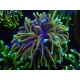 WYSIWYG Euphyllia glabrescens (Mariculture acclimaté sous LED) 16G2
