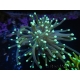 WYSIWYG Euphyllia glabrescens (Mariculture acclimaté sous LED) 8A1