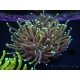 WYSIWYG Euphyllia glabrescens (Mariculture acclimaté sous LED) 8B3