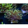 WYSIWYG Euphyllia glabrescens (Mariculture acclimaté sous LED) 8B4