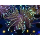 WYSIWYG Euphyllia glabrescens (Mariculture acclimaté sous LED) 8D3