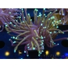 WYSIWYG Euphyllia glabrescens (Mariculture acclimaté sous LED) 8D3