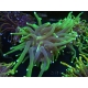 WYSIWYG Euphyllia glabrescens (Mariculture acclimaté sous LED) 16G3