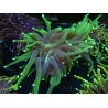 WYSIWYG Euphyllia glabrescens (Mariculture acclimaté sous LED) 16G3