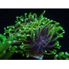 WYSIWYG Euphyllia glabrescens (Mariculture acclimaté sous LED) 8H3