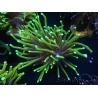 WYSIWYG Euphyllia glabrescens (Mariculture acclimaté sous LED) 8I3