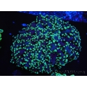 WYSIWYG Euphyllia divisa 5 (Skeleton 9 cm/Flesh 19 cm)