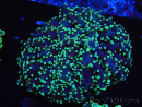 WYSIWYG Euphyllia divisa 5 (Skeleton 9 cm/Flesh 19 cm)