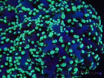 WYSIWYG Euphyllia divisa 5 (Skeleton 9 cm/Flesh 19 cm)