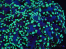 WYSIWYG Euphyllia divisa 5 (Skeleton 9 cm/Flesh 19 cm)