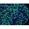WYSIWYG Euphyllia divisa 5 (Skeleton 9 cm/Flesh 19 cm)