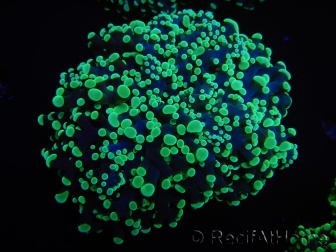 WYSIWYG Euphyllia divisa 6 (Skeleton 10 cm/Flesh 20 cm)