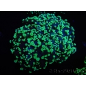 WYSIWYG Euphyllia divisa 6 (Skeleton 10 cm/Flesh 20 cm)