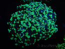 WYSIWYG Euphyllia divisa 6 (Skeleton 10 cm/Flesh 20 cm)