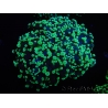 WYSIWYG Euphyllia divisa 6 (Skeleton 10 cm/Flesh 20 cm)