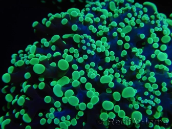 WYSIWYG Euphyllia divisa 6 (Skeleton 10 cm/Flesh 20 cm)