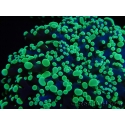 WYSIWYG Euphyllia divisa 6 (Skeleton 10 cm/Flesh 20 cm)