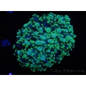 WYSIWYG Euphyllia divisa 7 (Skeleton 7 cm/Flesh 14 cm)