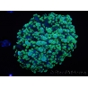 WYSIWYG Euphyllia divisa 7 (Skeleton 7 cm/Flesh 14 cm)