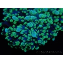 WYSIWYG Euphyllia divisa 7 (Skeleton 7 cm/Flesh 14 cm)