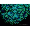 WYSIWYG Euphyllia divisa 7 (Skeleton 7 cm/Flesh 14 cm)