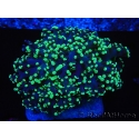 WYSIWYG Euphyllia divisa 12 (Skeleton 9 cm/Flesh 19 cm)