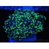 WYSIWYG Euphyllia divisa 12 (Skeleton 9 cm/Flesh 19 cm)