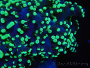WYSIWYG Euphyllia divisa 12 (Skeleton 9 cm/Flesh 19 cm)