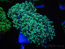 WYSIWYG Euphyllia divisa 15 (Skeleton 9 cm/Flesh 19 cm)
