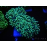 WYSIWYG Euphyllia divisa 15 (Skeleton 9 cm/Flesh 19 cm)