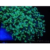 WYSIWYG Euphyllia divisa 15 (Skeleton 9 cm/Flesh 19 cm)