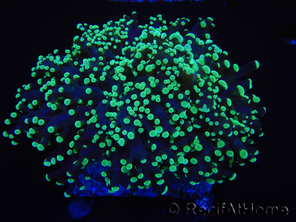WYSIWYG Euphyllia divisa 18 (Skeleton 10 cm/Flesh 20 cm)