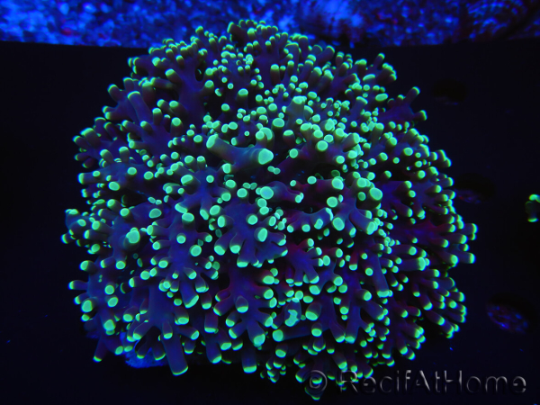 WYSIWYG Euphyllia divisa 19 (Skeleton 7 cm/Flesh 14 cm)