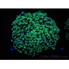 WYSIWYG Euphyllia divisa 20 (Skeleton 7 cm/Flesh 14 cm)